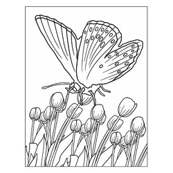 Раскраска Бабочка над тюльпанами
