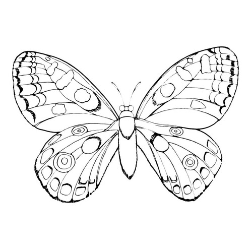 Раскраска Бабочка в капельку