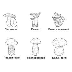 Раскраска Набор грибов