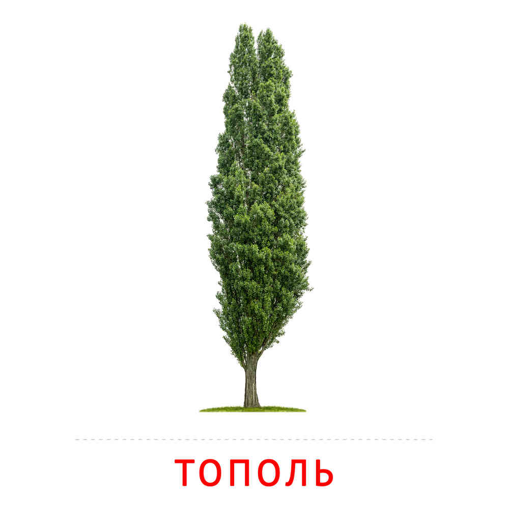 Картинка тополь для детей. Гороскоп друидов Тополь.