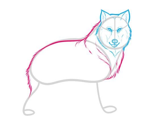Как нарисовать волка 5