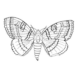Раскраска Молодая бабочка
