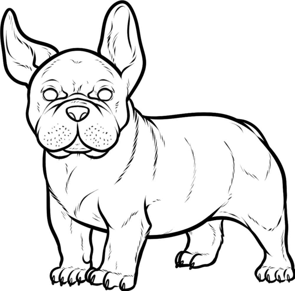 Раскраска собачка французский бульдог