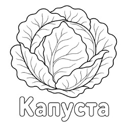 Раскраска Капуста