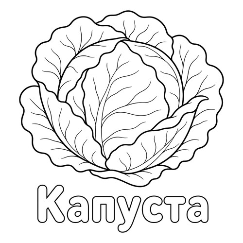 Раскраска Капуста
