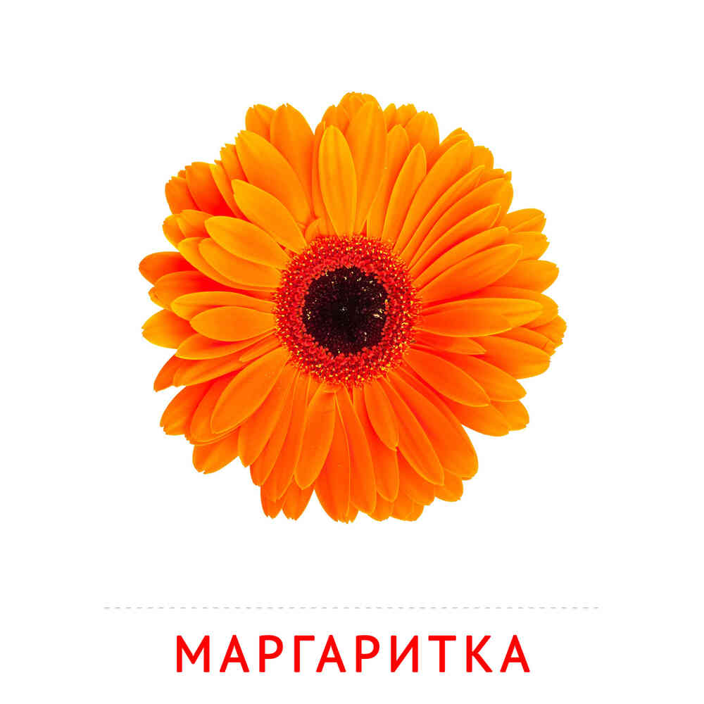 Цветы: Маргаритка