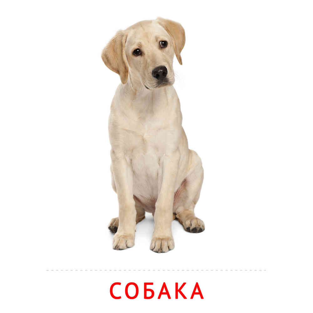 Собака: карточка Домана | скачать или распечатать