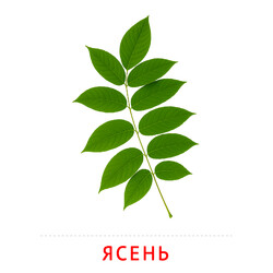 Карточка Домана Лист ясеня