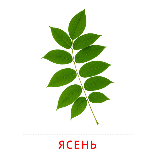 Карточка Домана Лист ясеня