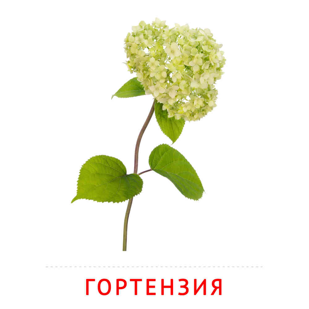 Цветы: Гортензия