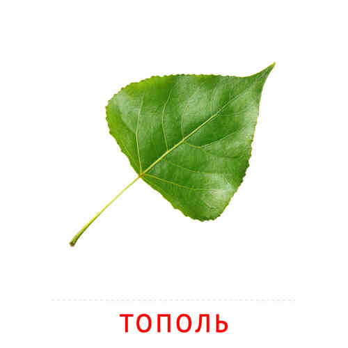 Тополь: карточка Домана | скачать или распечатать