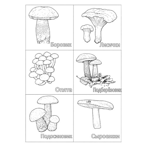 Раскраска Набор съедобных грибов