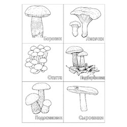 Раскраска Набор съедобных грибов