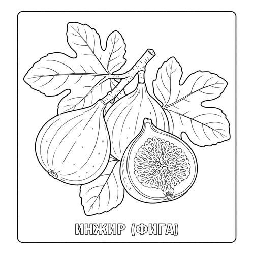 Раскраска Инжир (фига)