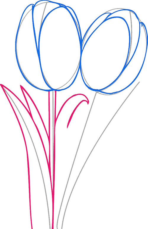 Как нарисовать тюльпан 3