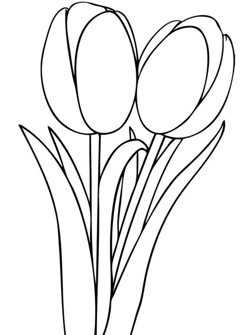 Раскраска тюльпаны на 8 марта – Развивающие иллюстрации