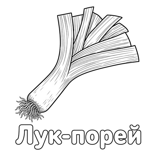 Раскраска Лук-порей