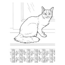 Домашняя кошка на подоконнике