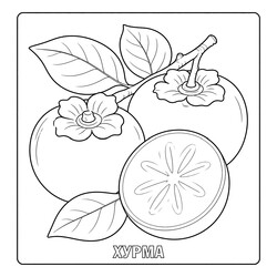 Раскраска Хурма