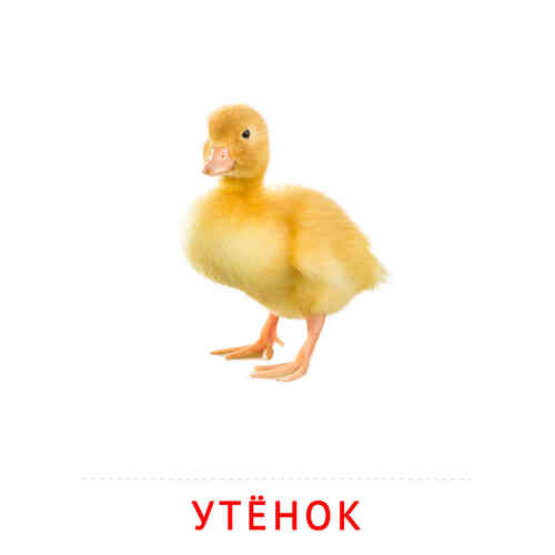 Карточки Домана на тему «Животные и их детеныши»