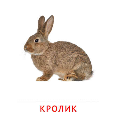 Карточки Домана на тему «Животные и их детеныши»