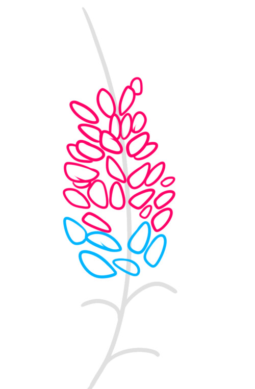 Как нарисовать цветок люпина 3