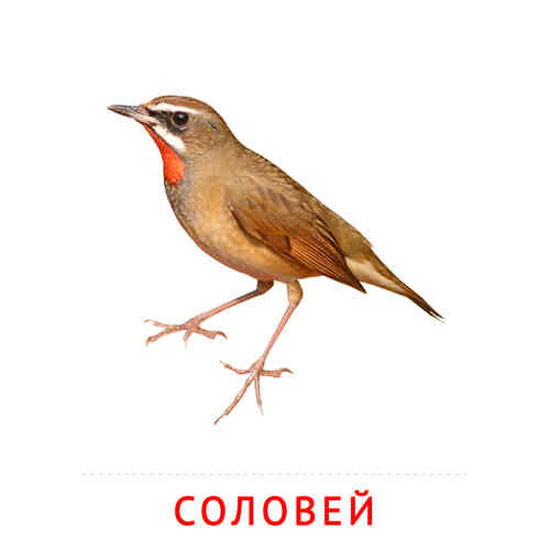 Карточки Домана на тему «Птицы»