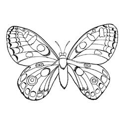 Раскраска Бабочка с шикарными крыльями