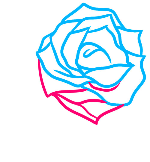 Как нарисовать бутон розы 5
