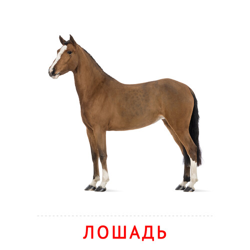 Карточка Домана Лошадь