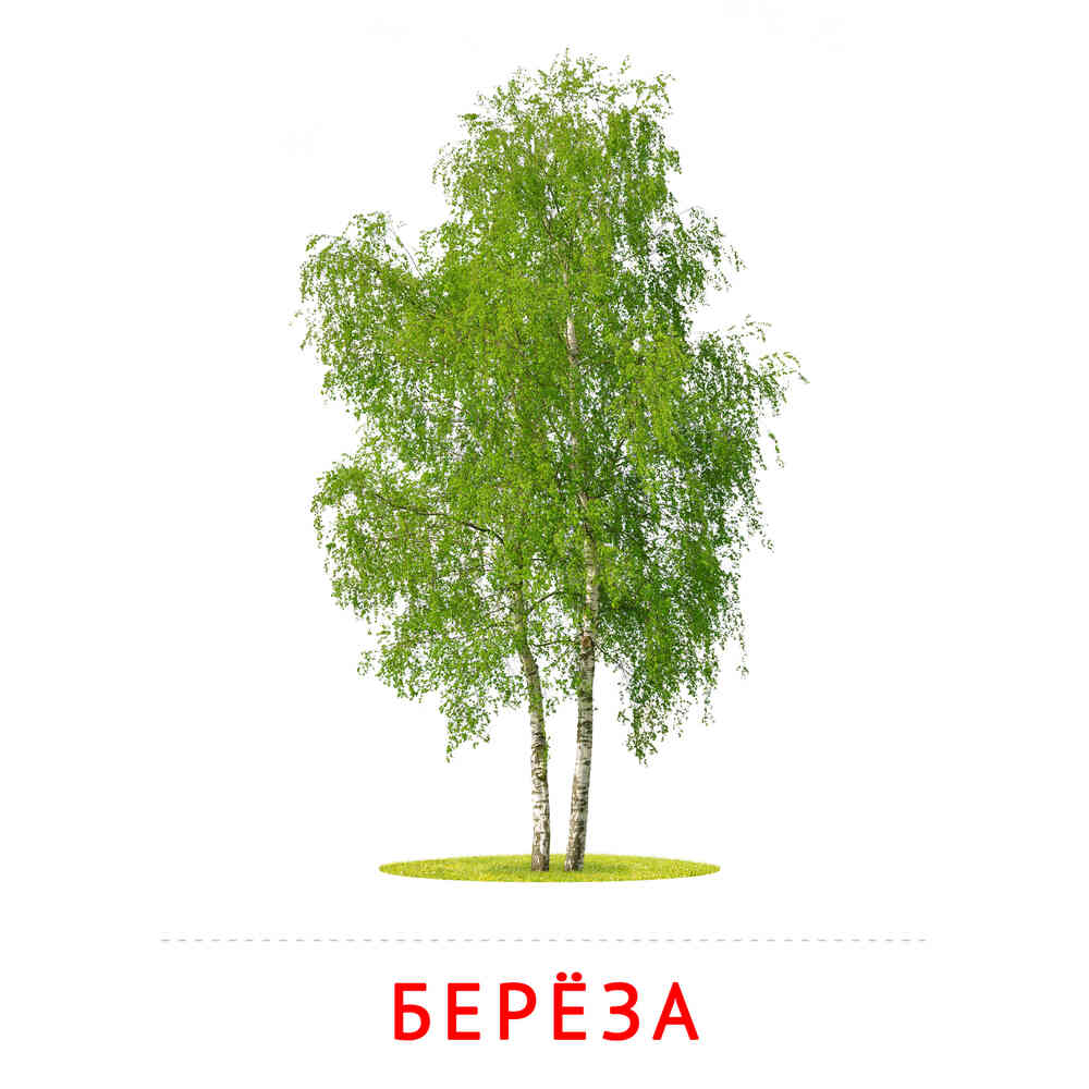 Картинка для детей береза на прозрачном