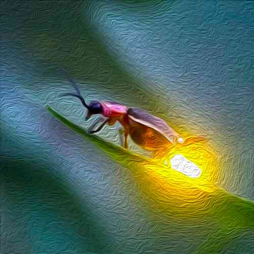 Как выглядит светлячок в природе фото