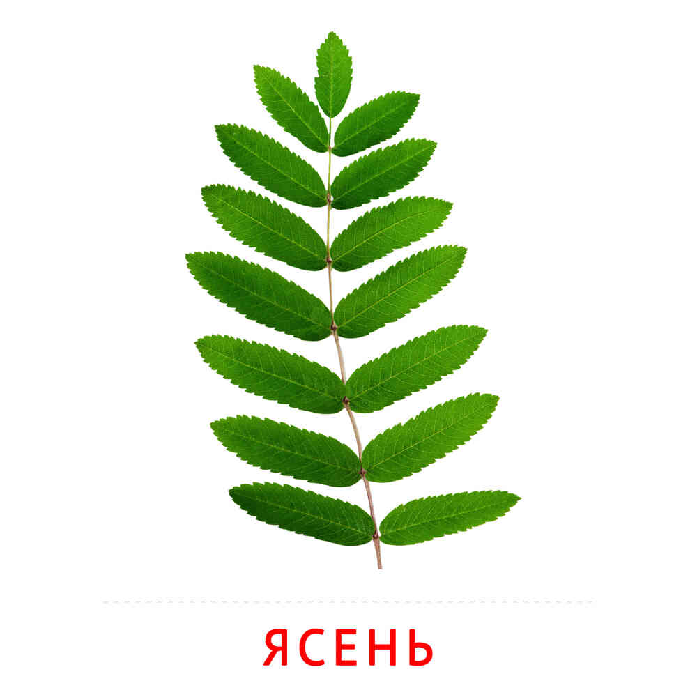 Шкаф-купе 24-4-24/2-6666, Пескоструйный рисунок 