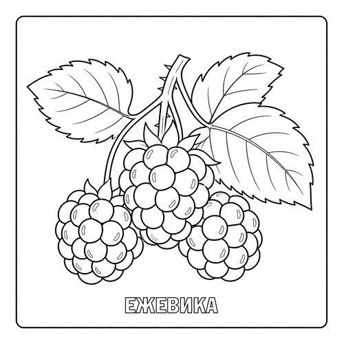 Раскраска Ягоды Ежевика