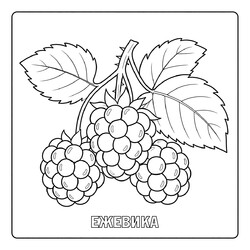 Раскраска Ягоды Ежевика