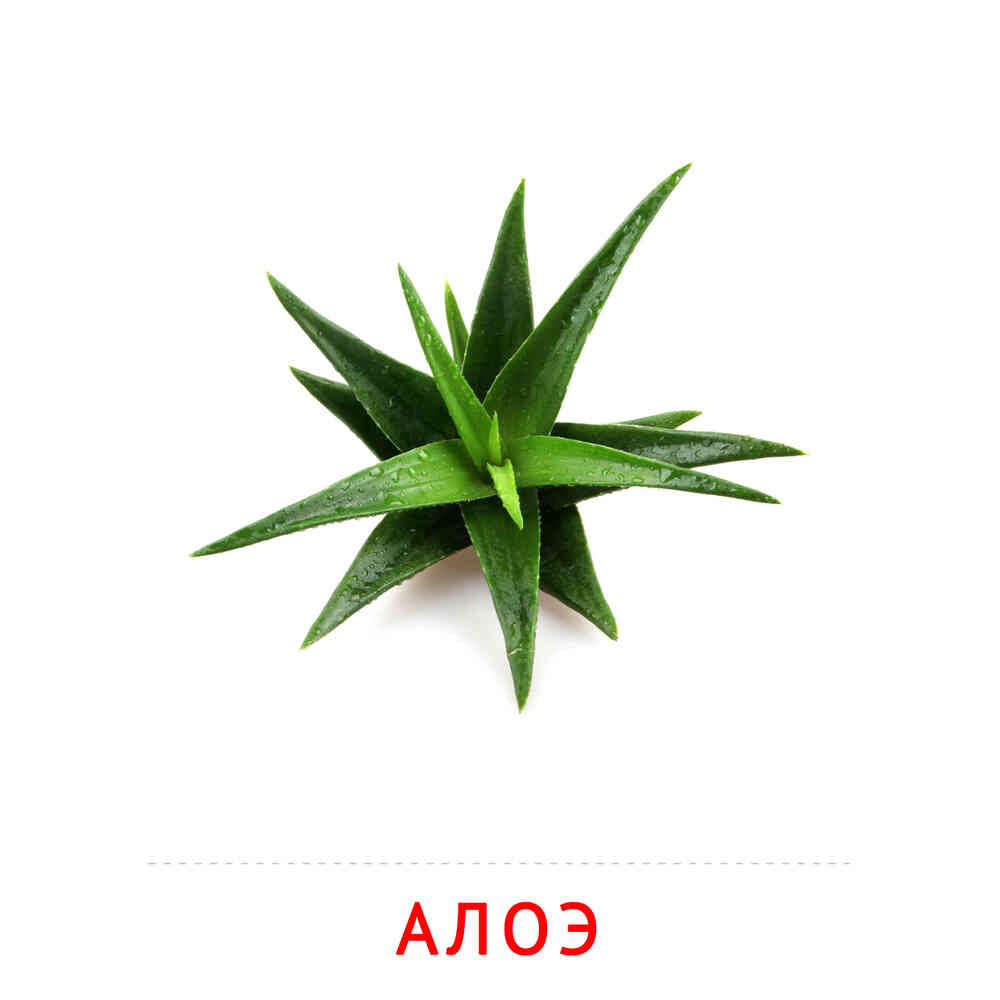 Цветы: Алоэ
