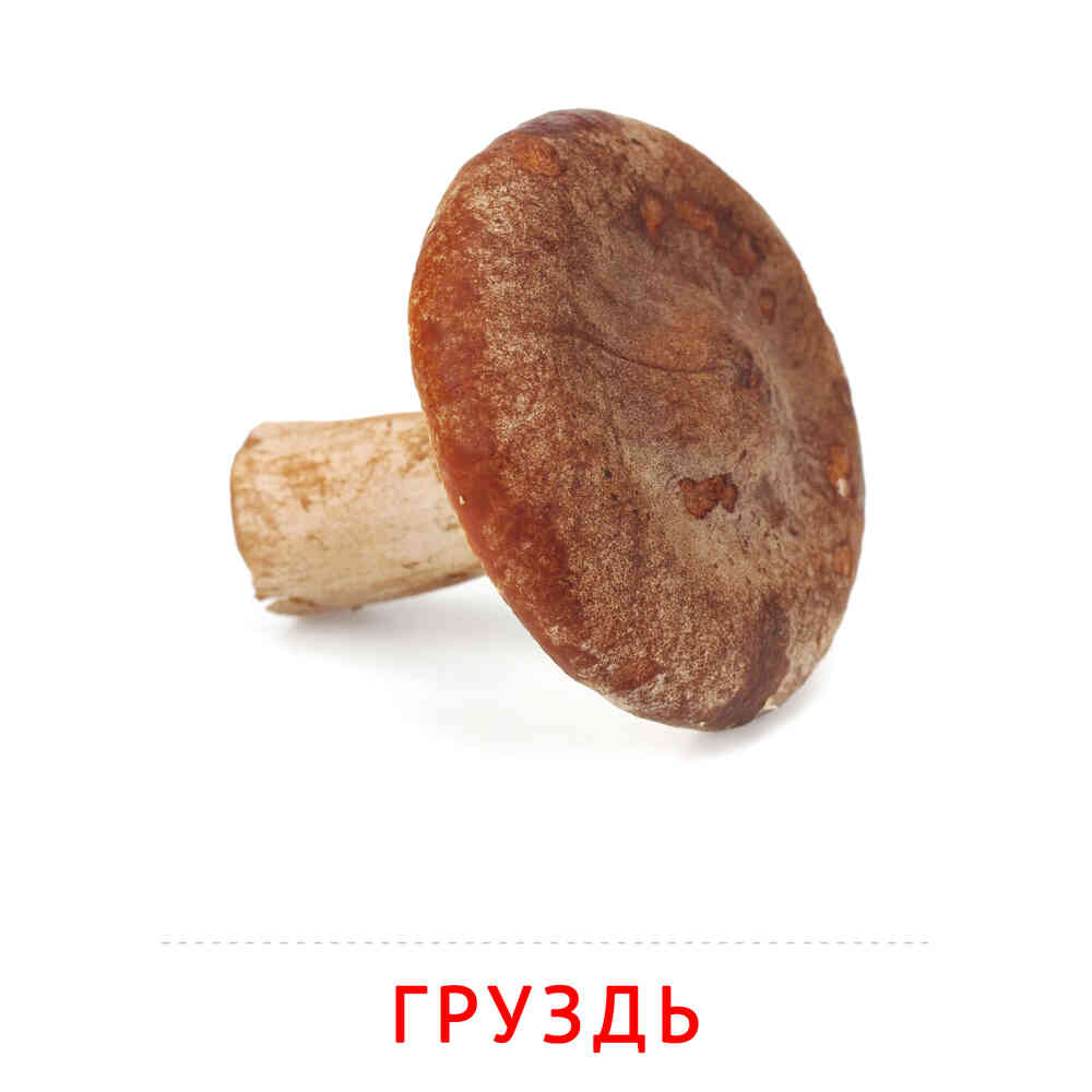 Груздь: карточка Домана | скачать или распечатать