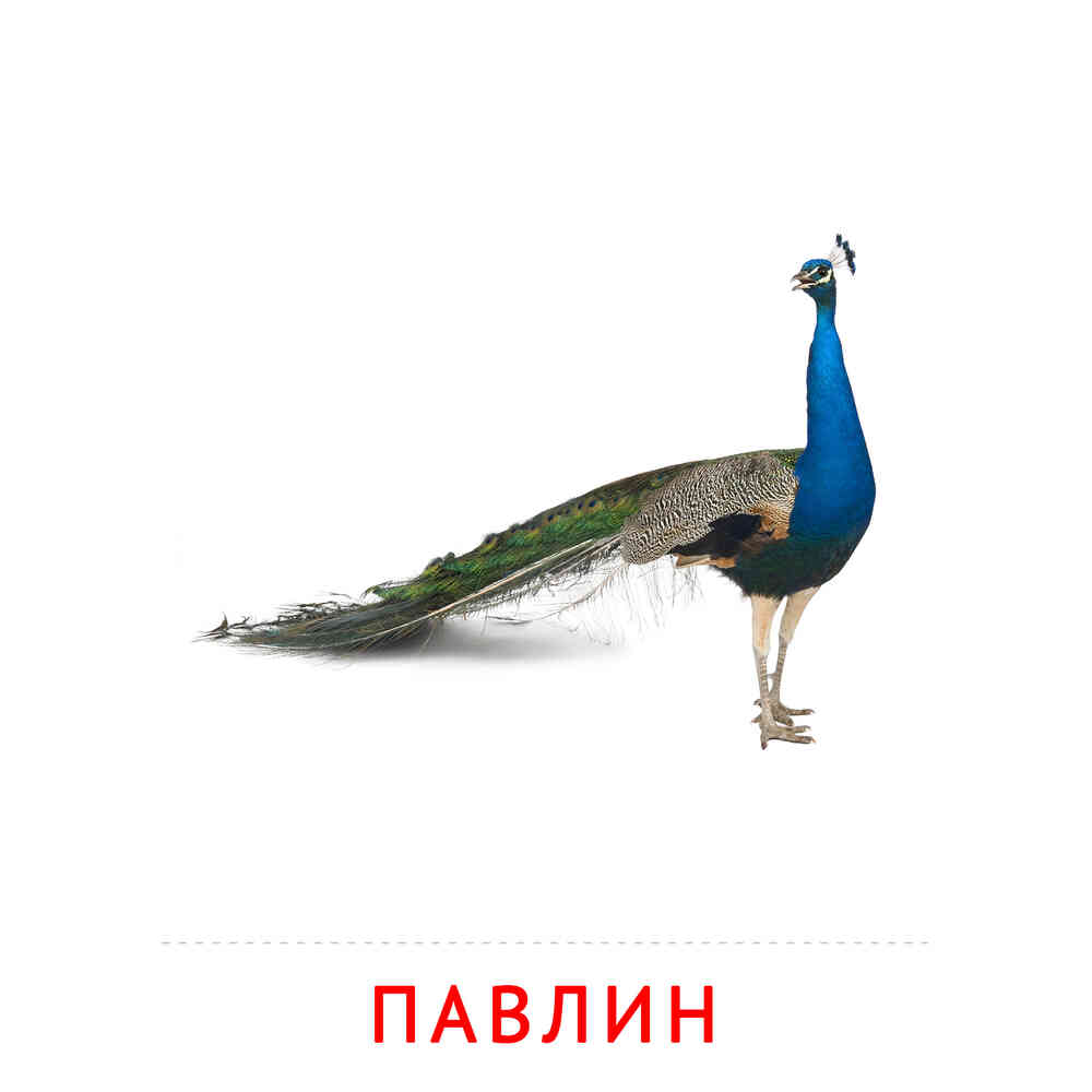 Павлин: карточка Домана | скачать или распечатать