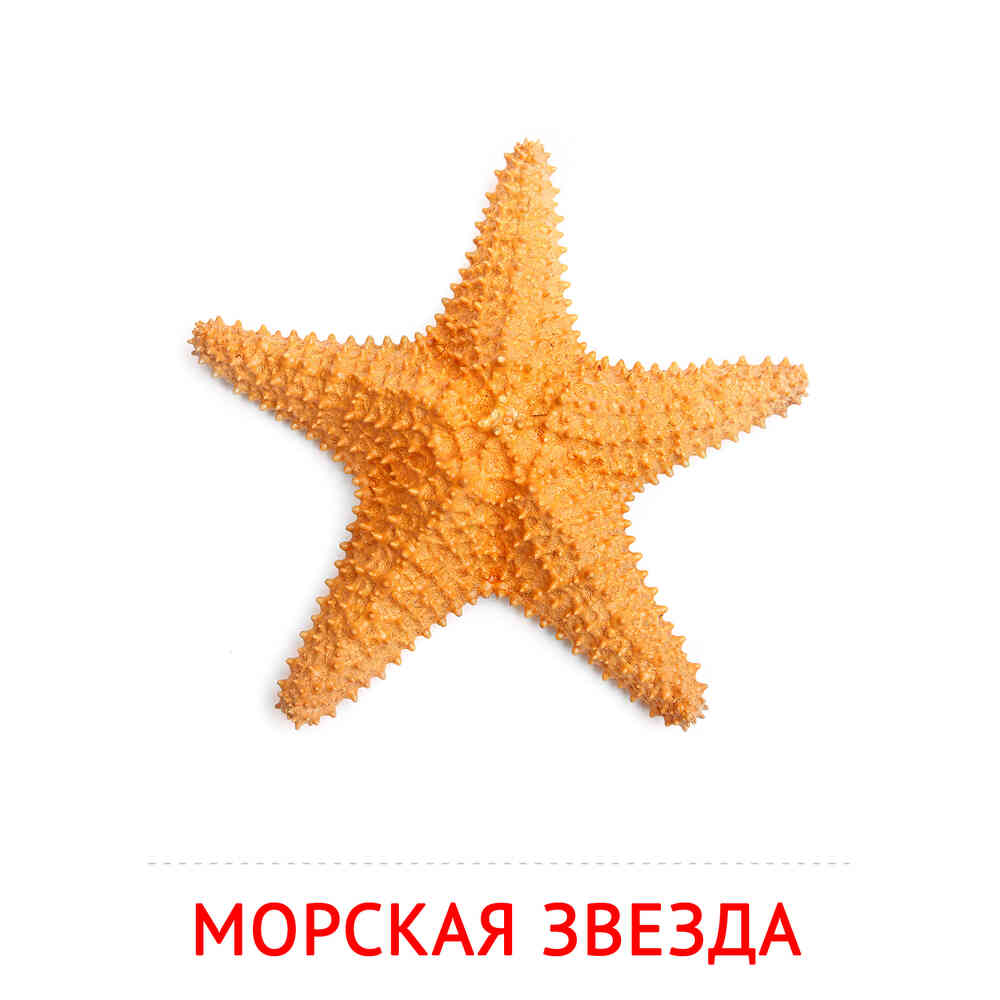 Морская звезда: карточка Домана | скачать или распечатать