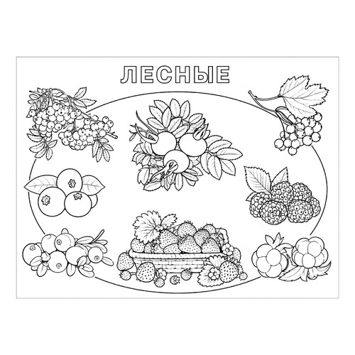 Раскраска Лесные ягоды
