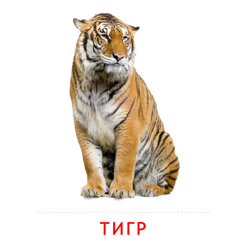 Карточка Домана Тигр