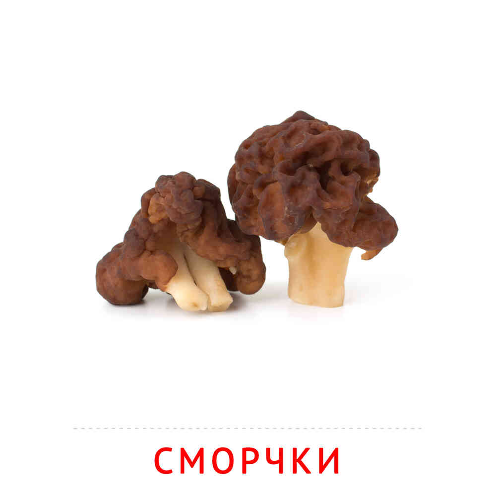Сморчки: карточка Домана | скачать или распечатать