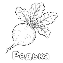 Раскраска Редька