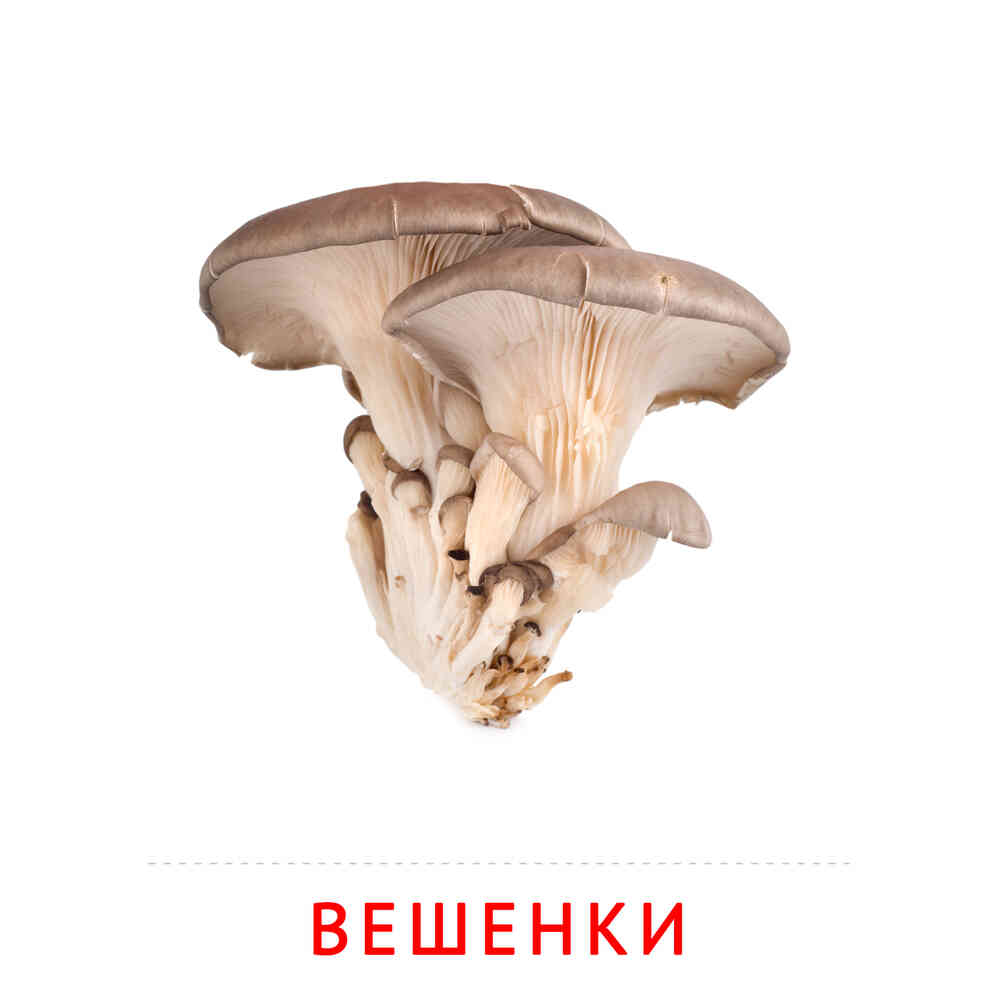 Вешенки: карточка Домана | скачать или распечатать