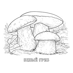 Раскраска Реалистичные белые грибы