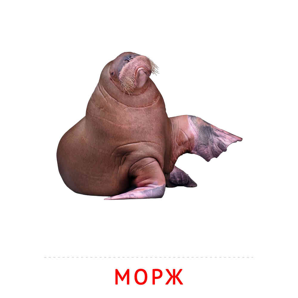 Морж: карточка Домана | скачать или распечатать