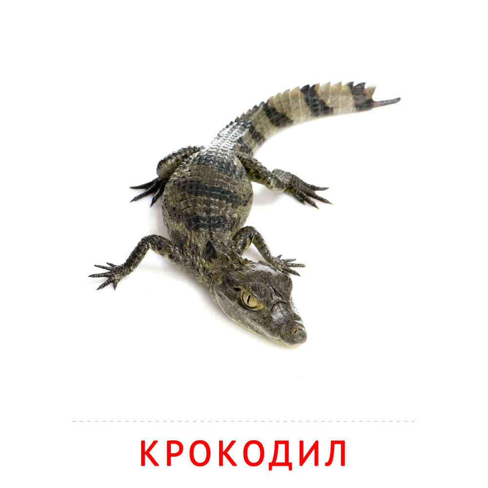 Крокодил: карточка Домана | скачать или распечатать