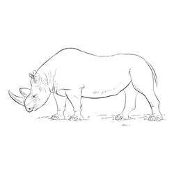 Большой носорог