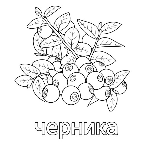 Раскраска Ягода черника
