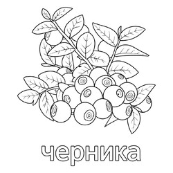 Раскраска Ягода черника